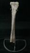 Othnielosaurus Tibia w/ Stand - Bone Cabin Quarry #14730-1